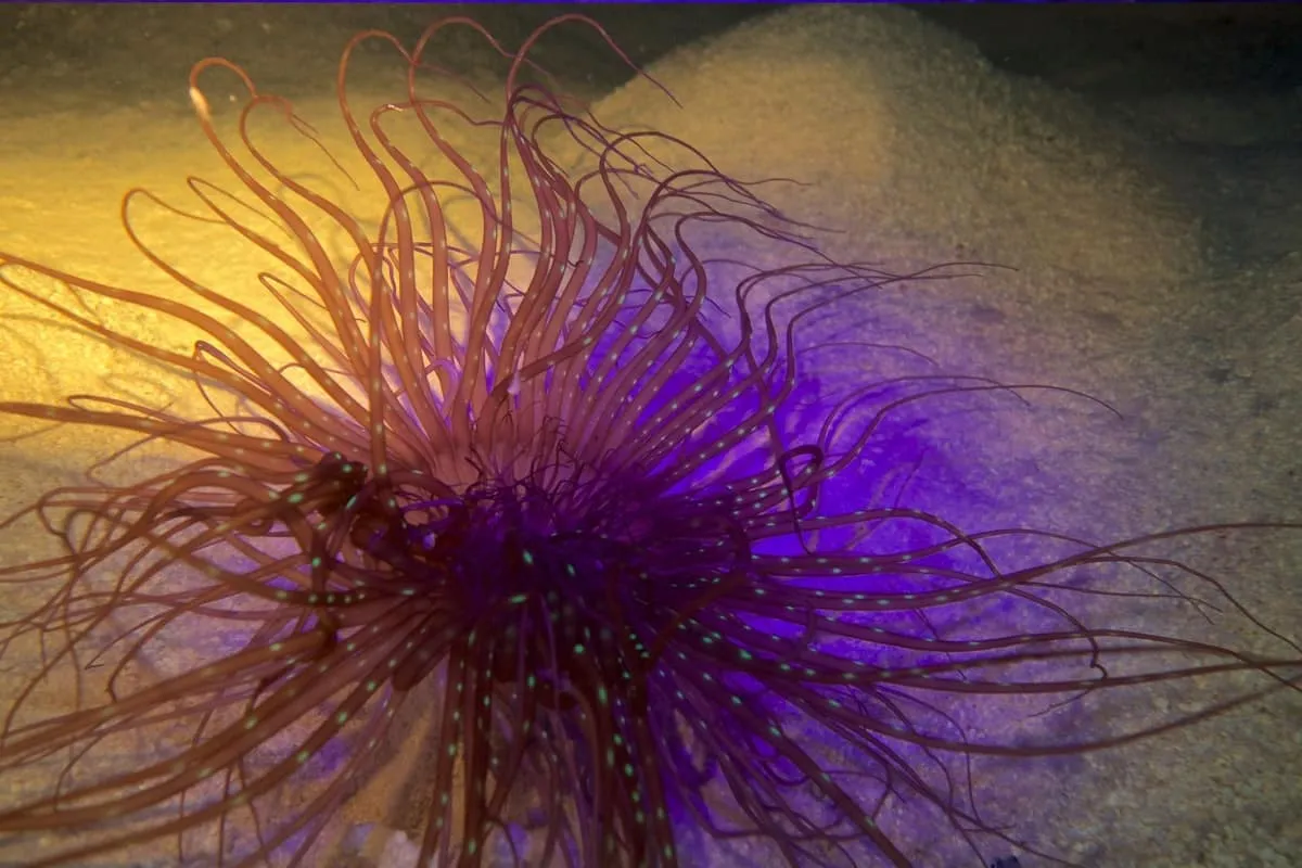 Tube anemone glowing purple and orange under fluorescent light on a night dive