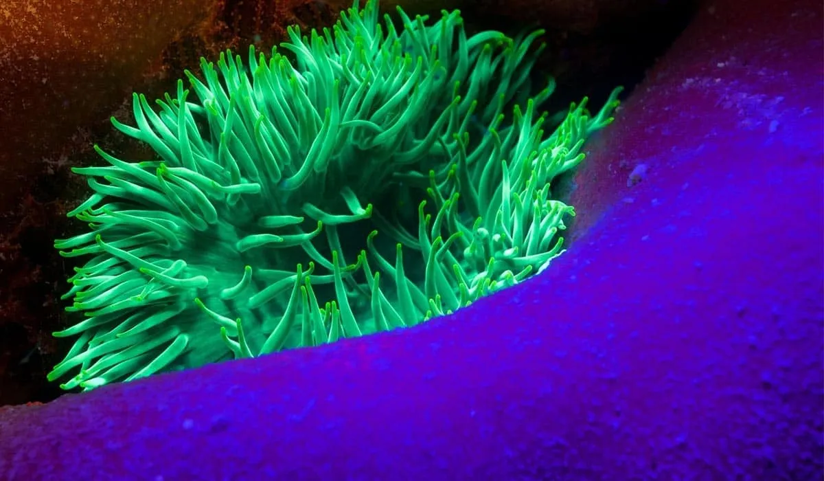 Sea anemone glowing bright green under blue fluorescent light