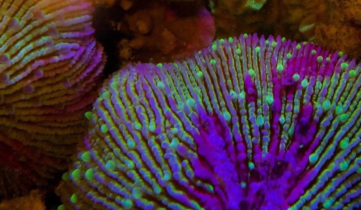Mushroom coral glowing purple and green under fluorescent light