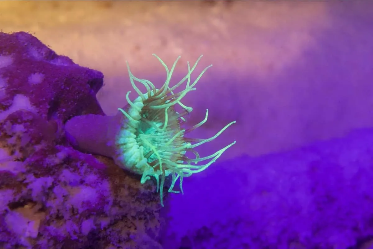 Small anemone glowing pale green on a purple-lit reef during a fluo night dive