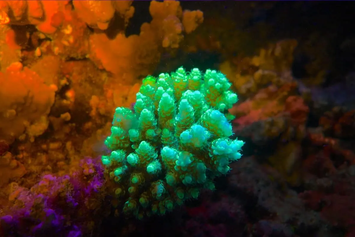 Branching coral glowing green among orange reef under fluorescent light