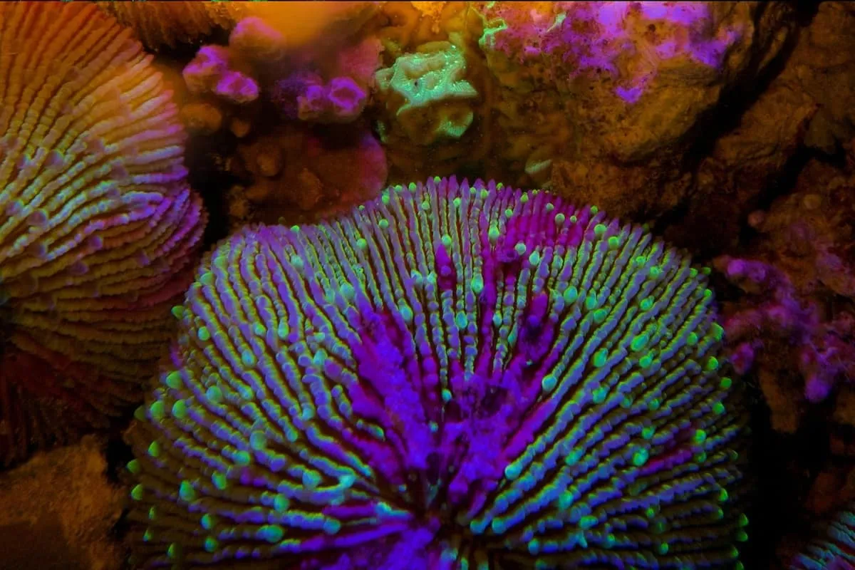 Close-up of mushroom coral glowing purple and green on a fluo night dive