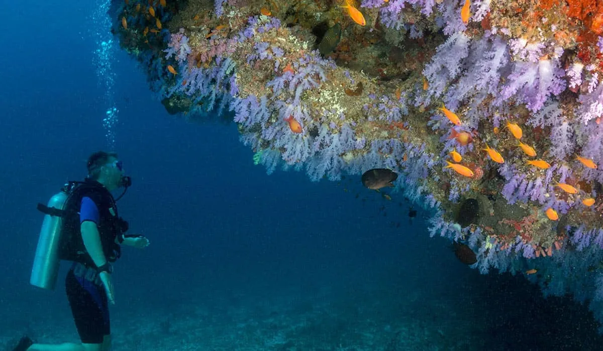 Scuba diver beside a reef wall covered in soft corals and orange fish
