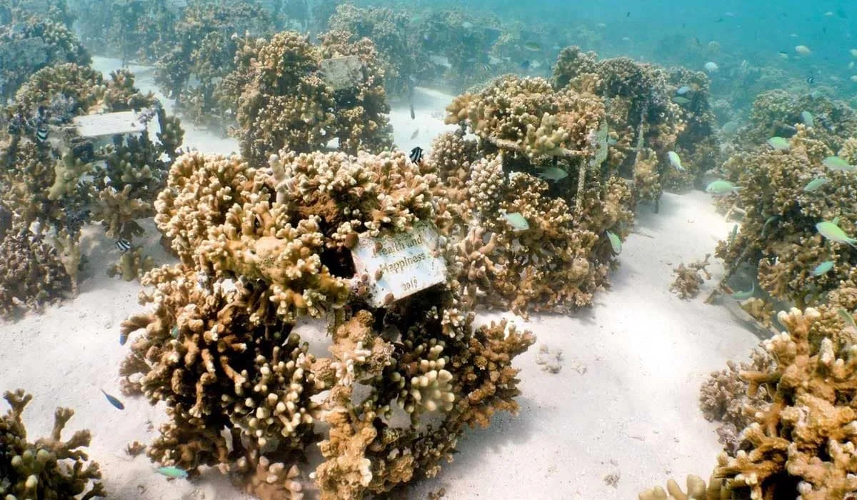 Coral frames on the sandy seabed overgrown with growing coral
