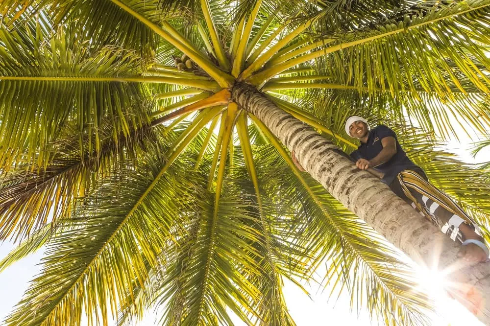 Man climbing a coconut palm, seen from below