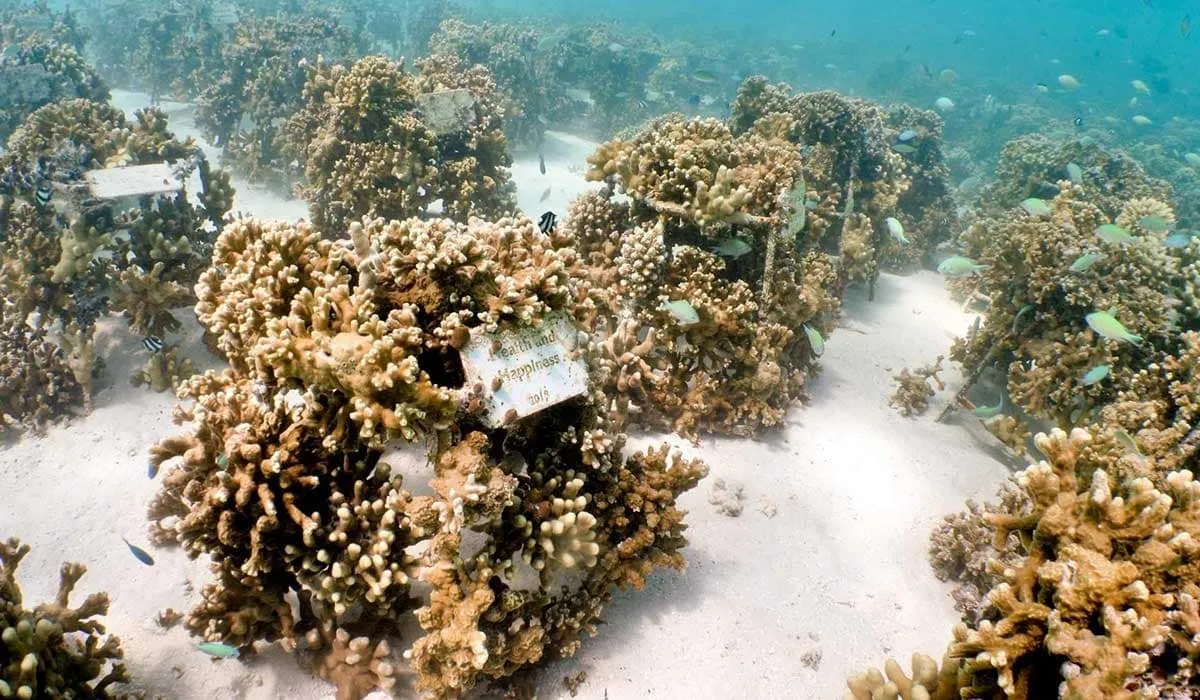 Coral frames on the seabed overgrown with coral, with small fish