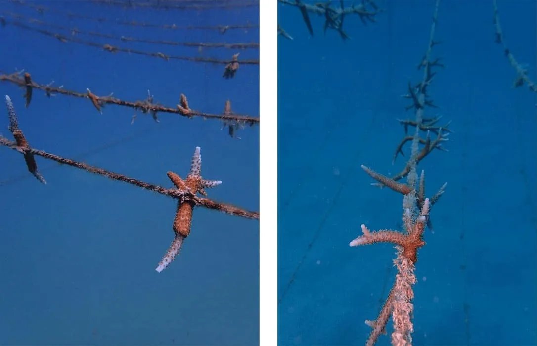 Two views of young corals growing on underwater ropes