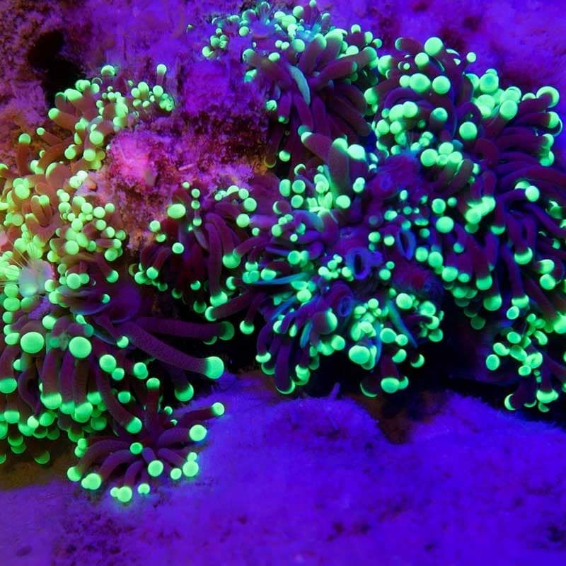 Coral glowing green and purple under fluorescent light on a night dive