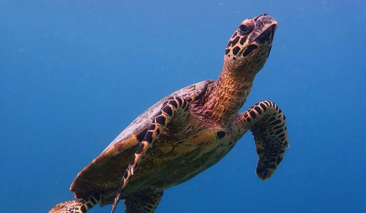 Hawksbill turtle swimming in clear blue water