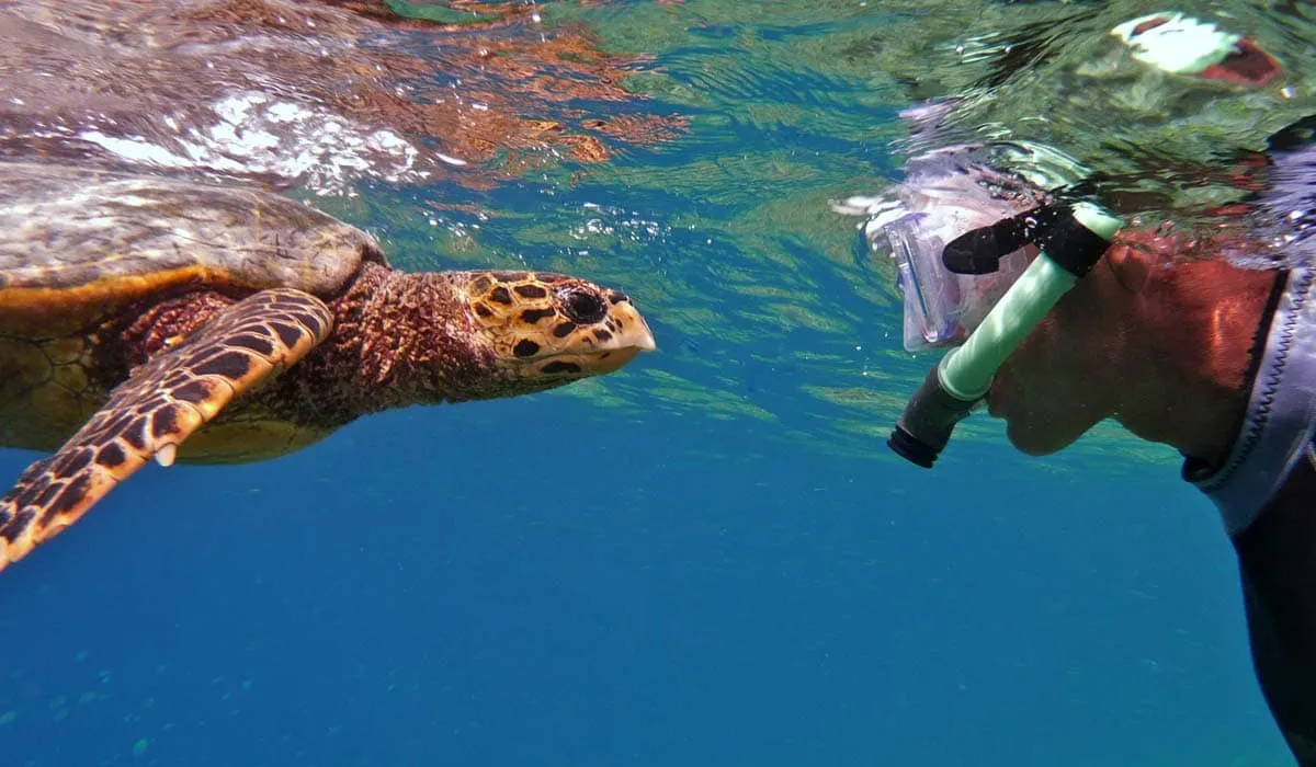 Snorkeller swimming face to face with a sea turtle underwater