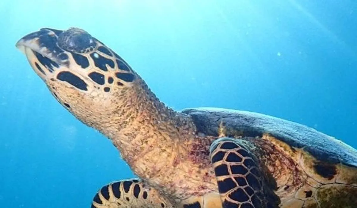 Close-up of a hawksbill turtle swimming through blue water