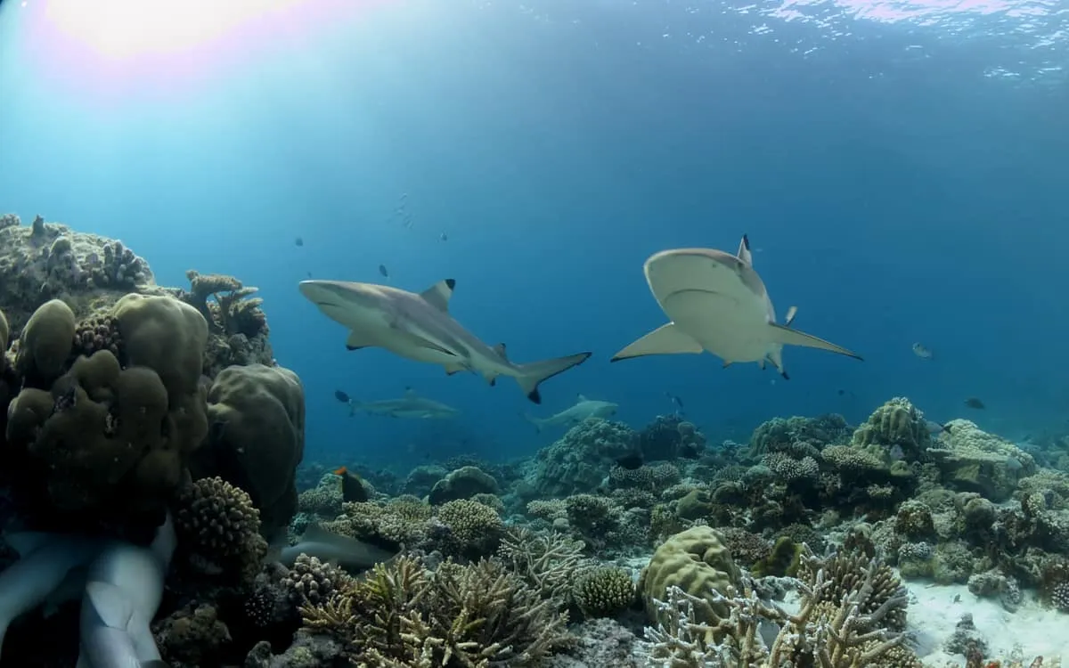 Reef sharks swimming over a coral reef