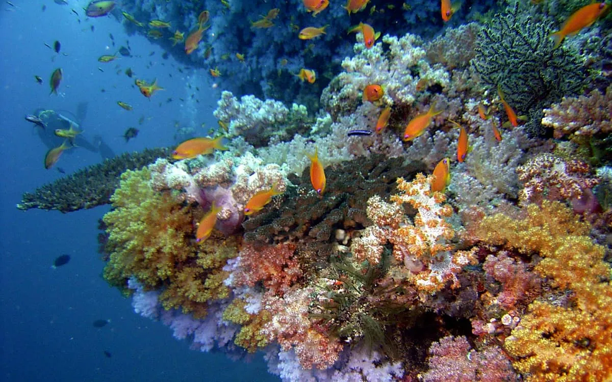 Colourful coral reef teeming with orange fish