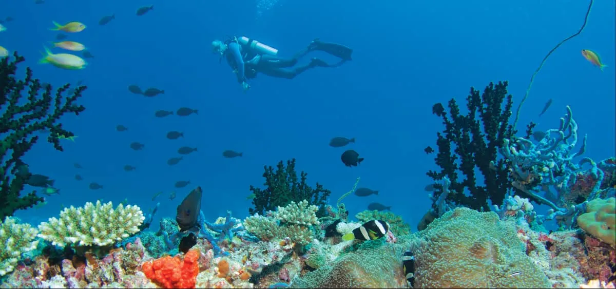 Scuba divers above a coral reef with shoals of fish