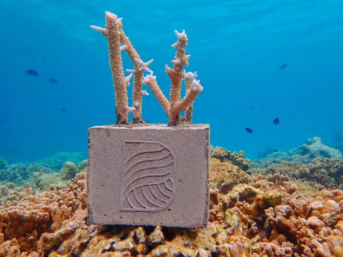 Coral fragments growing on a concrete coral cube set on the reef