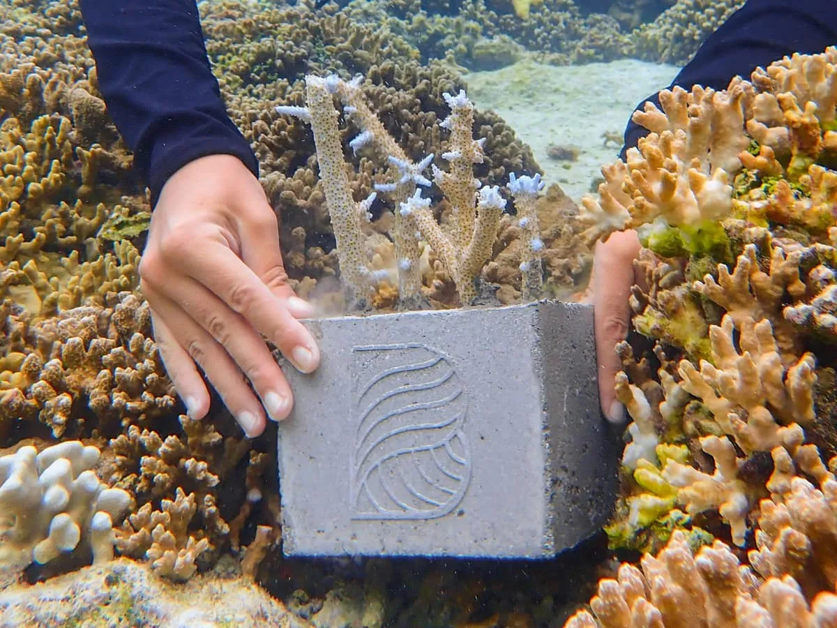 Hands placing a coral cube planted with coral fragments onto the reef