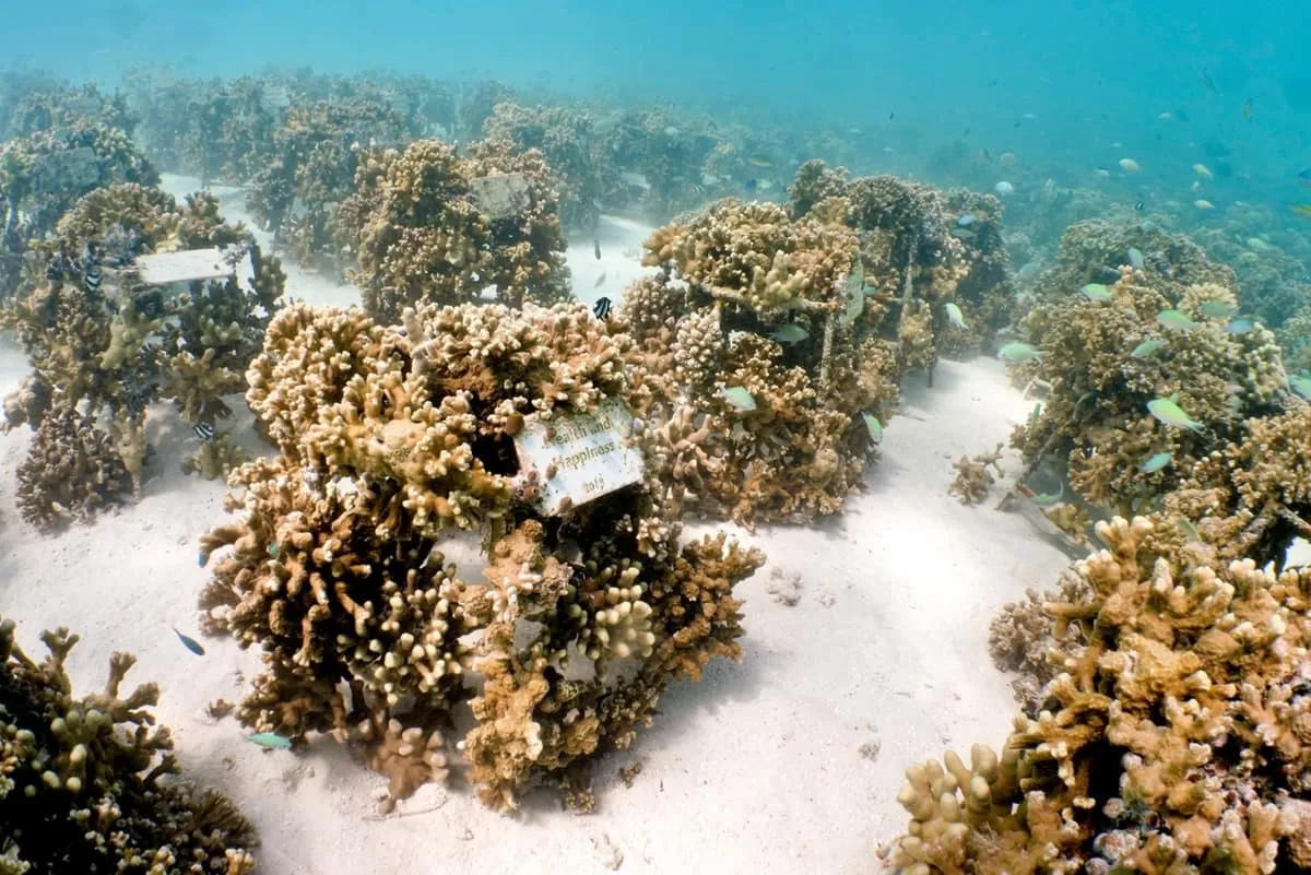 Coral colonies growing on frames across a sandy seabed