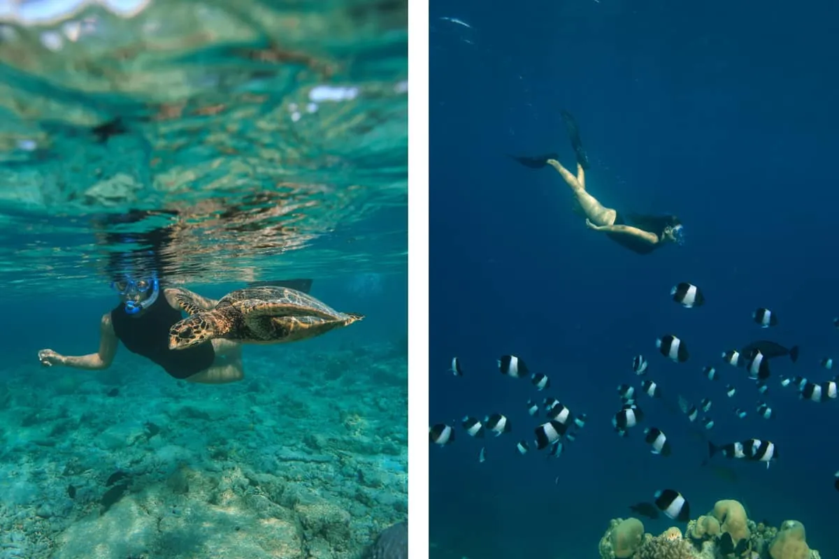 Snorkeller swimming beside a sea turtle, and a freediver above a school of fish
