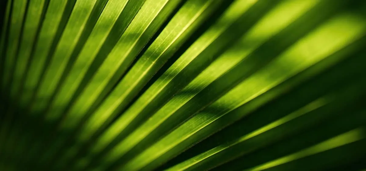Close-up of a sunlit green palm frond