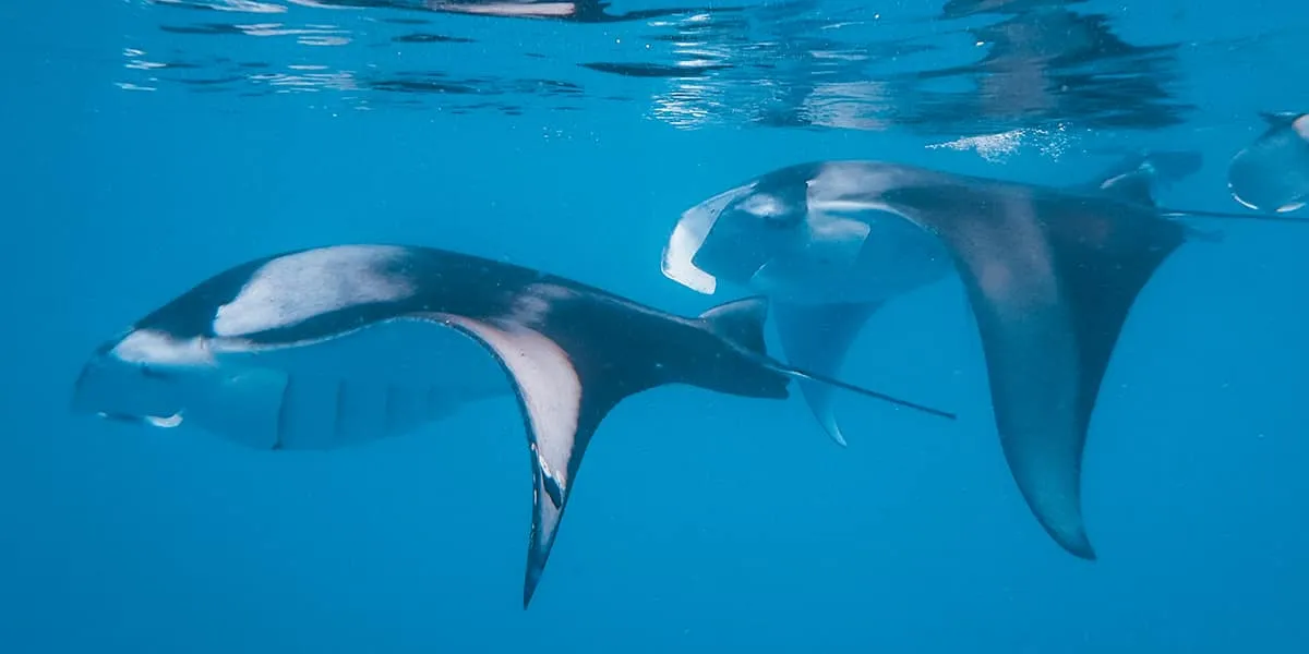 Two manta rays gliding through blue water