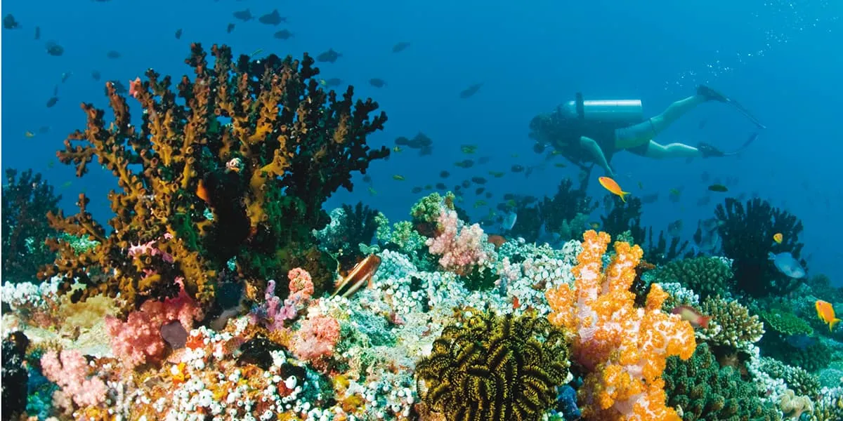 Scuba diver swimming above a colourful coral reef