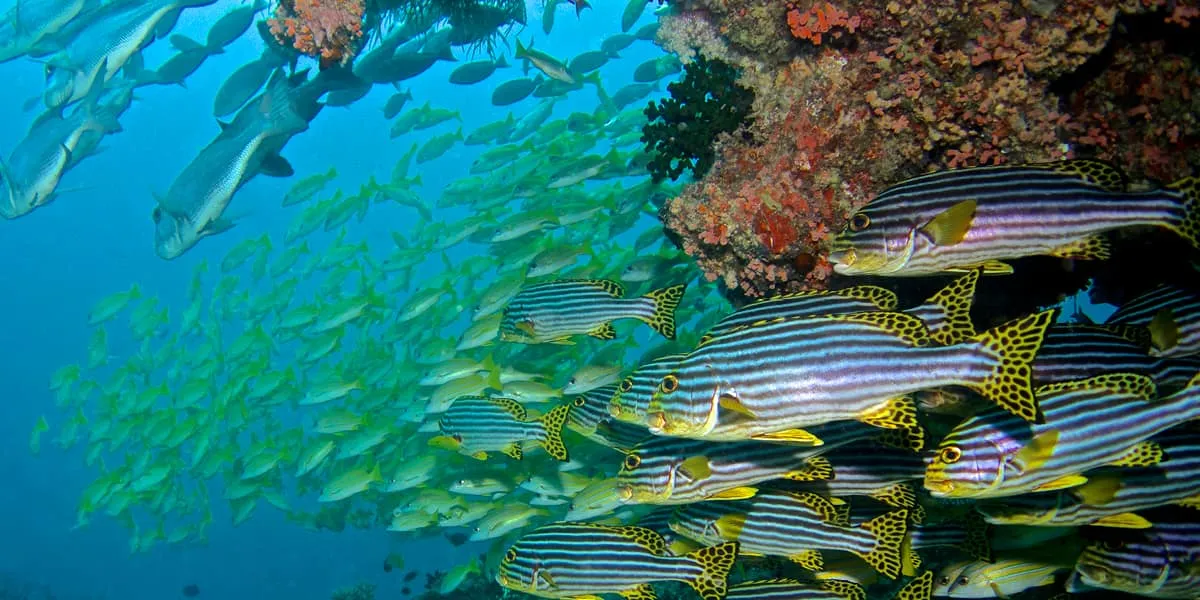 School of striped sweetlips and yellow fish beside a coral reef