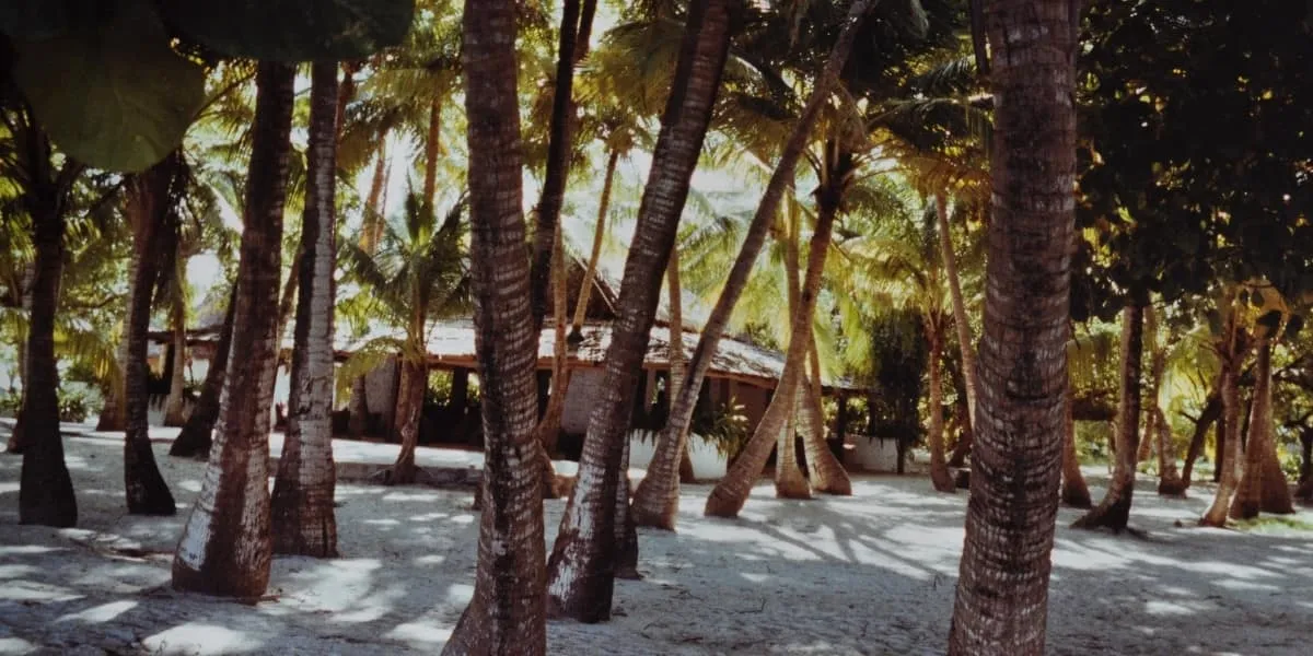Beach villa glimpsed through a grove of palm trees