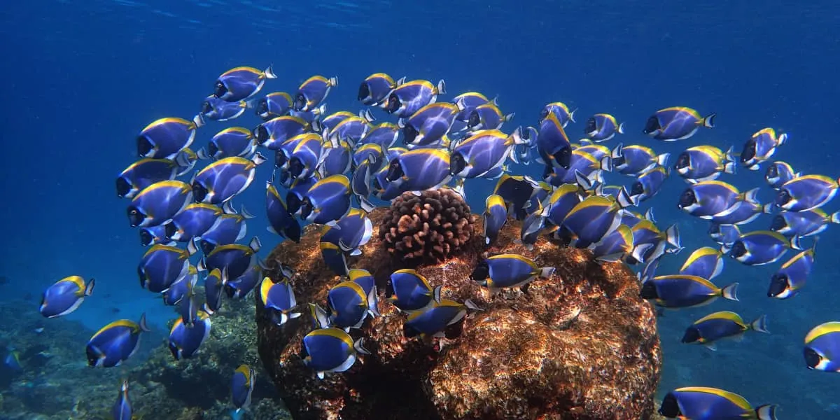 School of powder blue surgeonfish swimming around coral