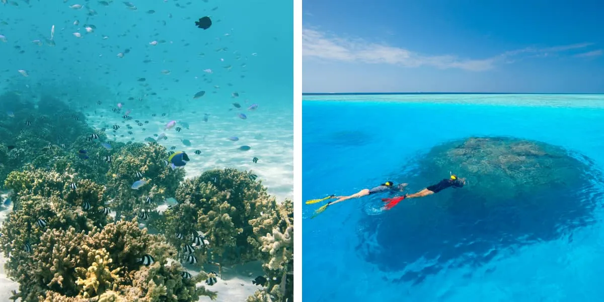 Fish swimming over a coral reef, and a snorkeller above a coral outcrop