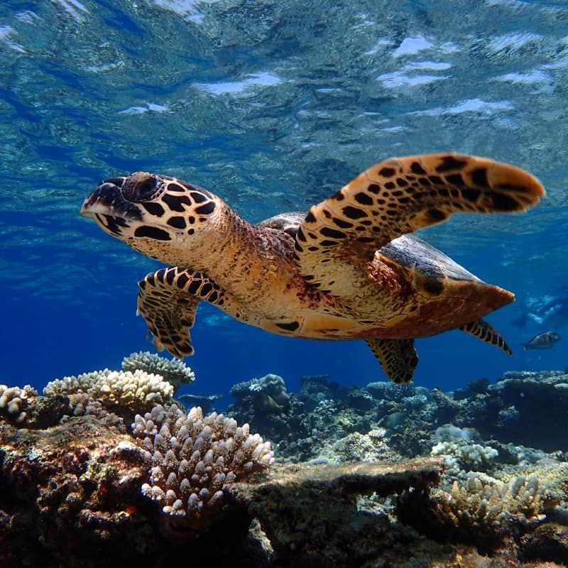 Hawksbill turtle swimming above a coral reef