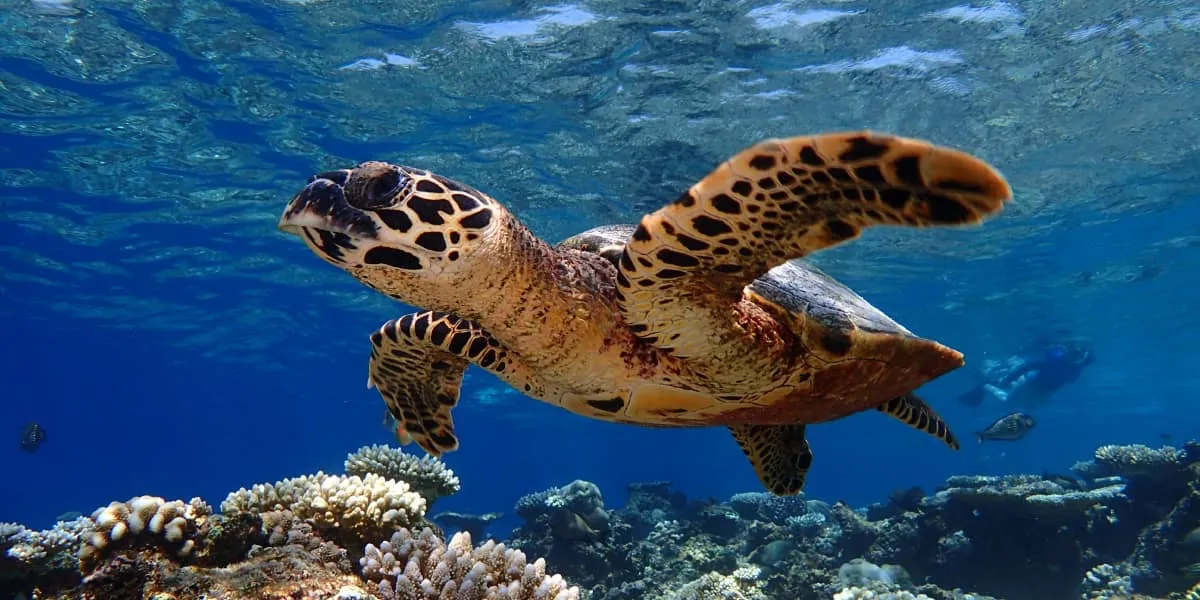 Hawksbill turtle swimming above a coral reef