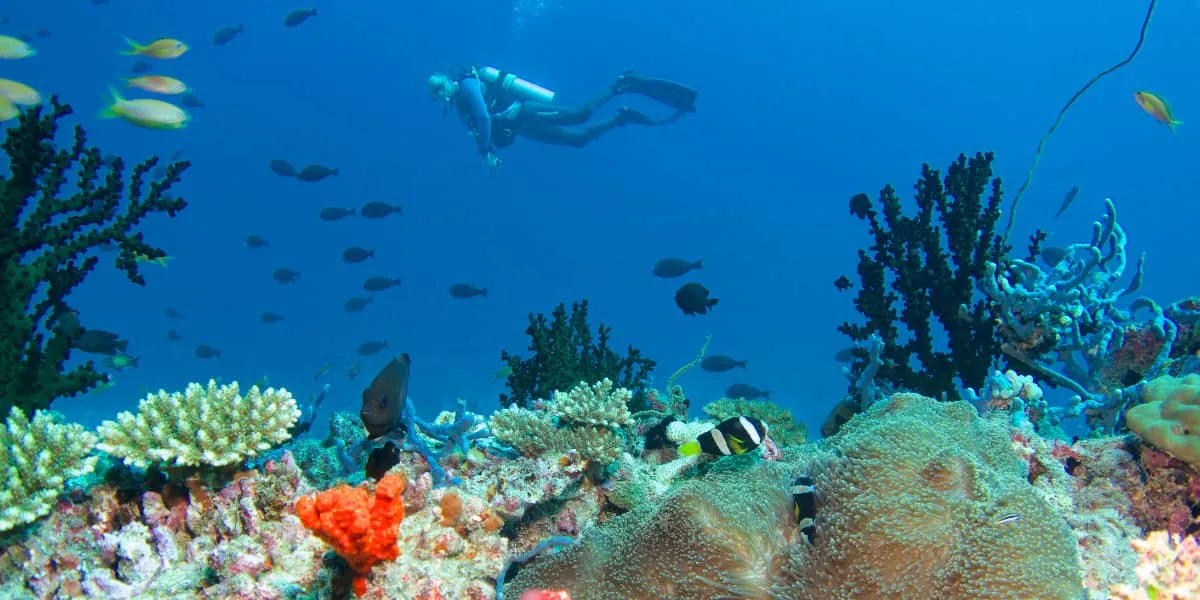 Diver swimming above a colourful coral reef with fish