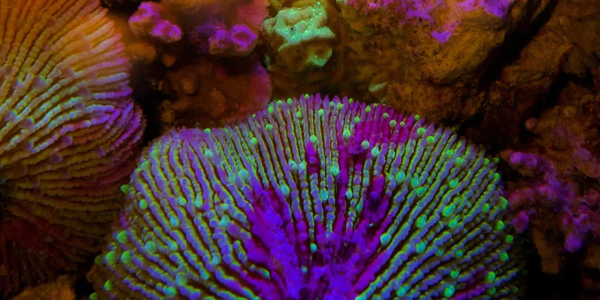Close-up of vivid purple and green coral