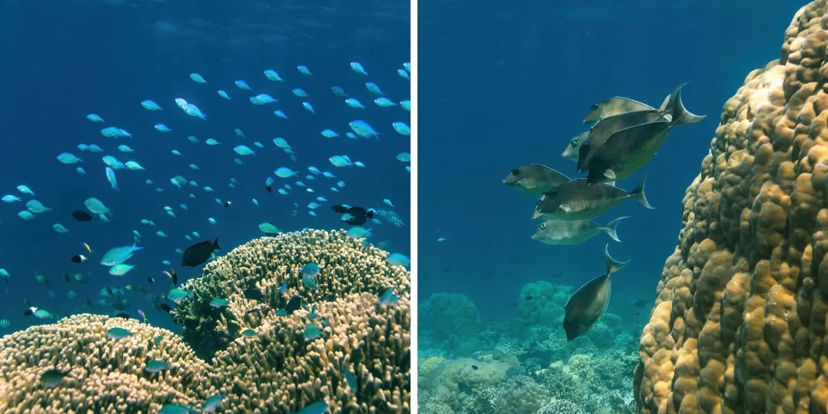Fish swimming over a coral reef, and fish beside a large coral boulder