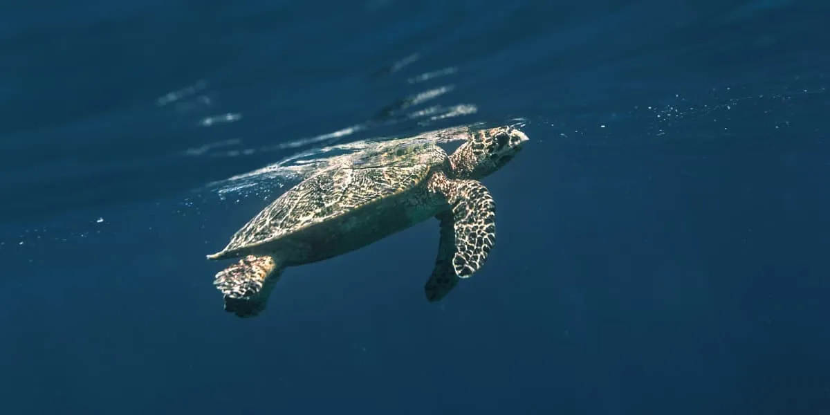 Sea turtle swimming just below the surface
