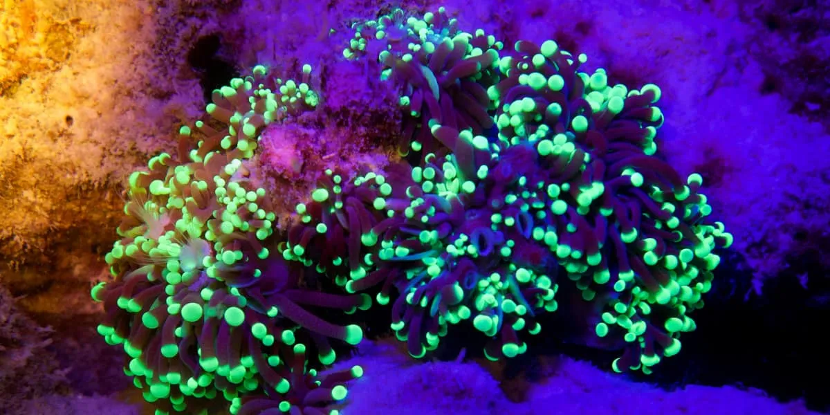 Fluorescent coral glowing green and purple under blue light