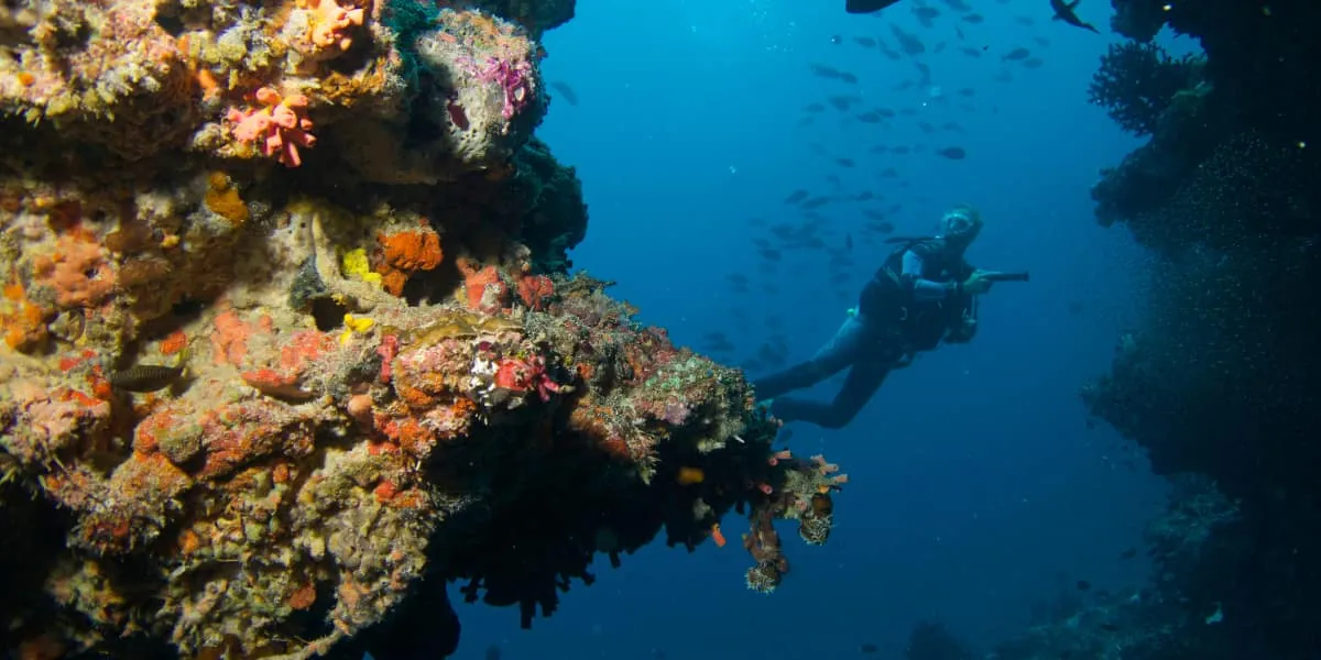 Diver swimming alongside a coral-covered reef wall
