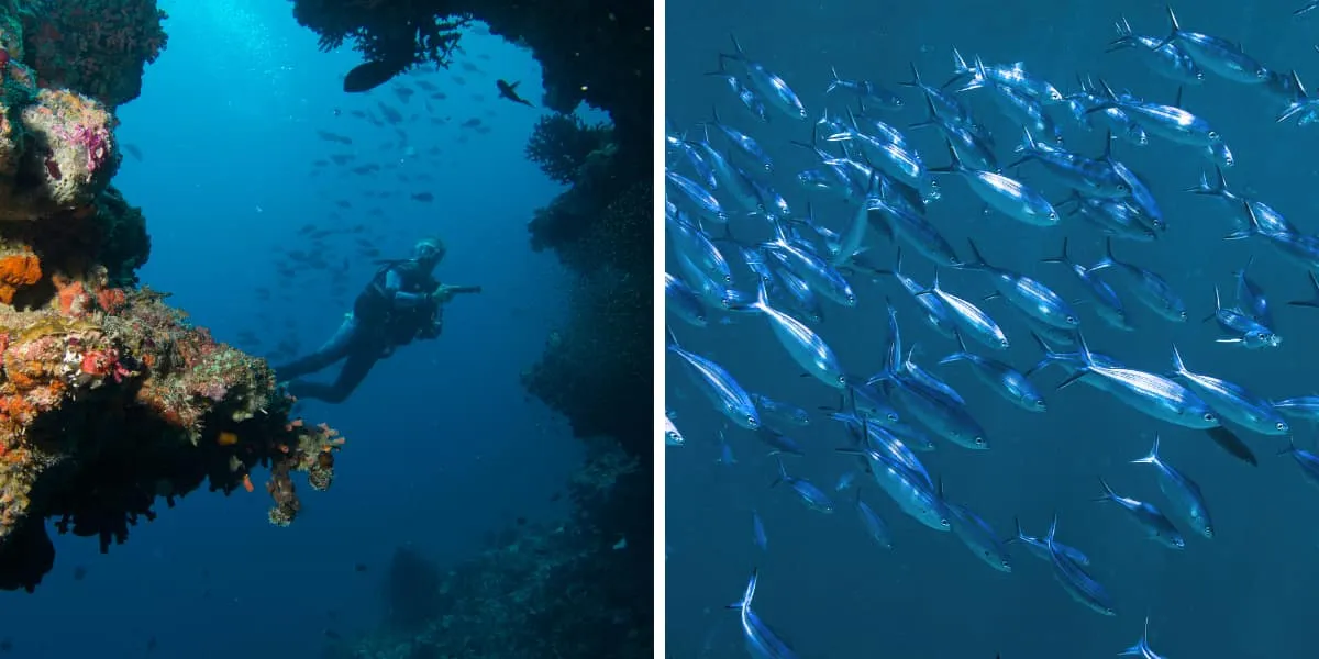 Diver by a coral-covered reef wall, and a school of silver fish