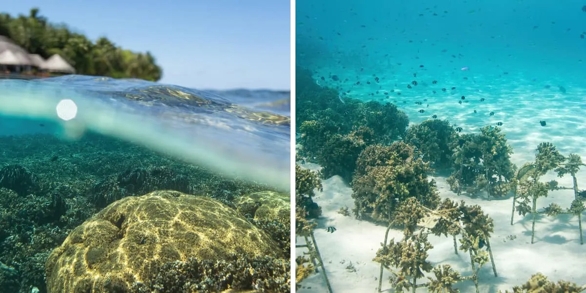 Split view of coral below and water villas above, and coral on a sandy seabed