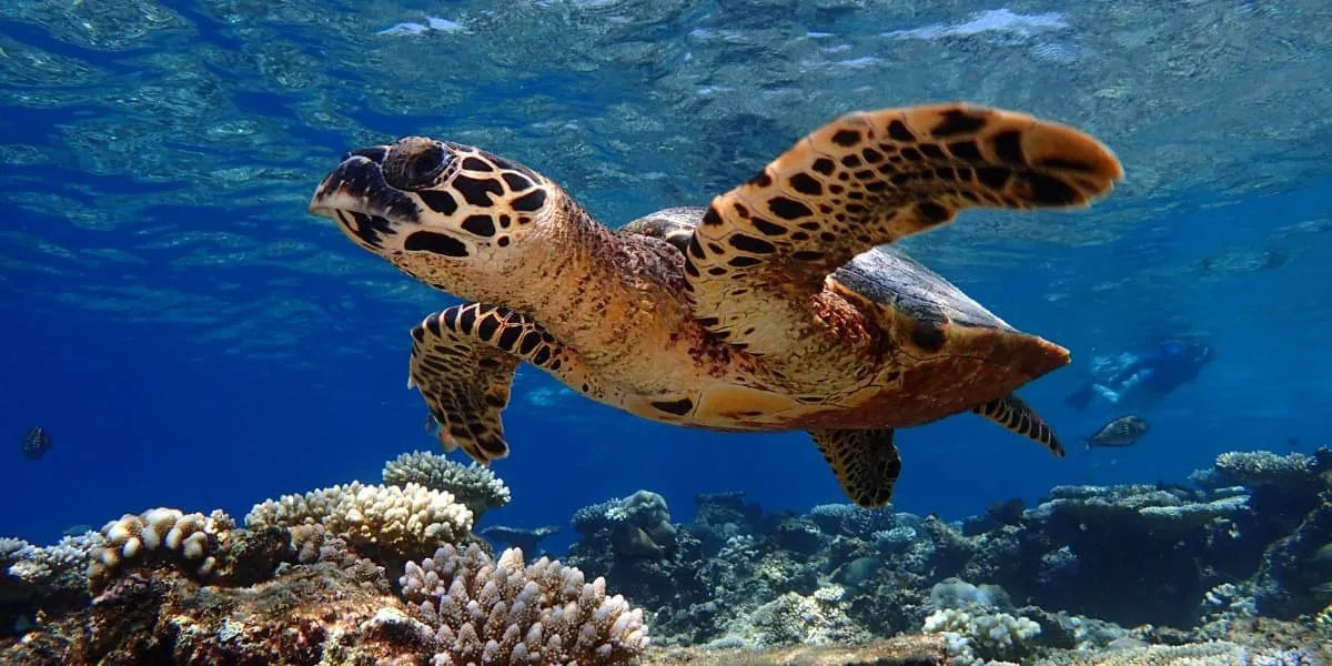 Hawksbill turtle swimming above a coral reef