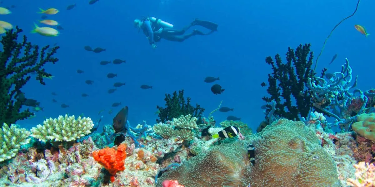 Diver swimming above a colourful coral reef with fish