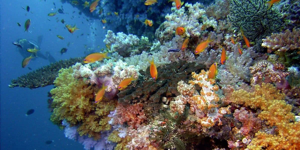 Colourful soft corals and orange reef fish on a coral wall