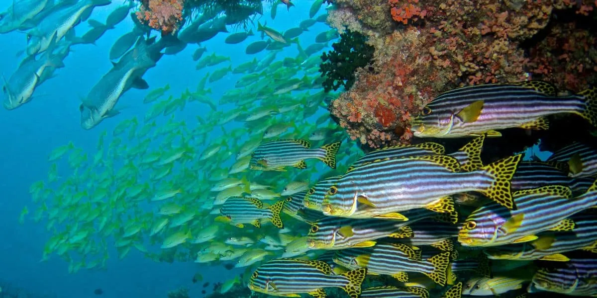 Shoal of yellow-striped sweetlips swimming beside a coral reef