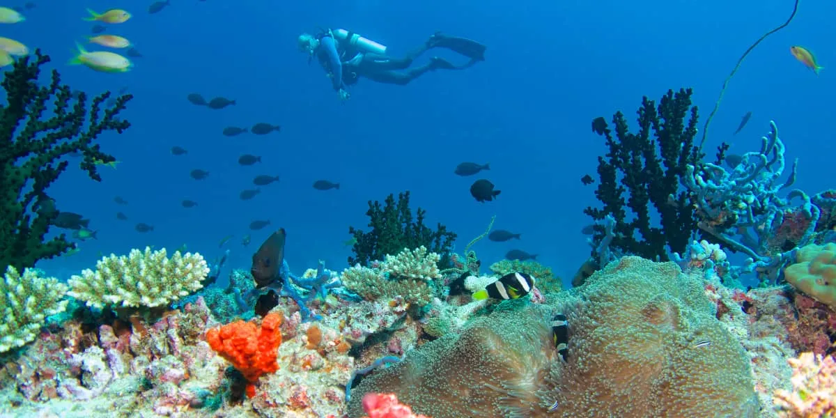 Scuba diver swimming above a colourful coral reef with reef fish