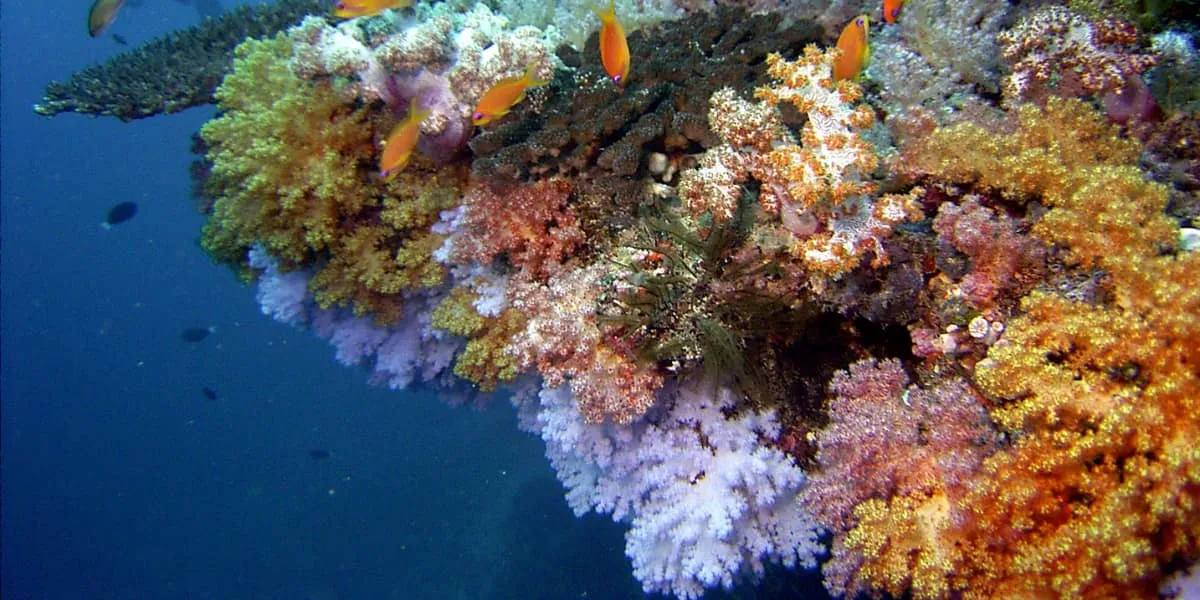 Colourful soft corals in purple, pink and orange on a reef with fish