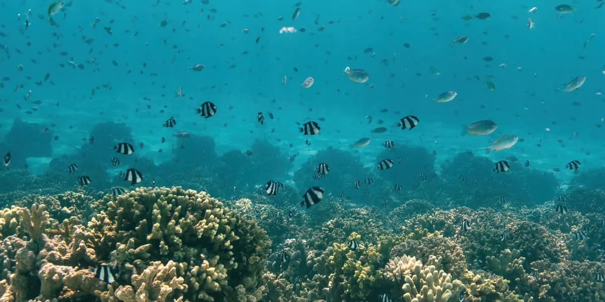 Humbug damselfish swimming above a coral reef in clear turquoise water
