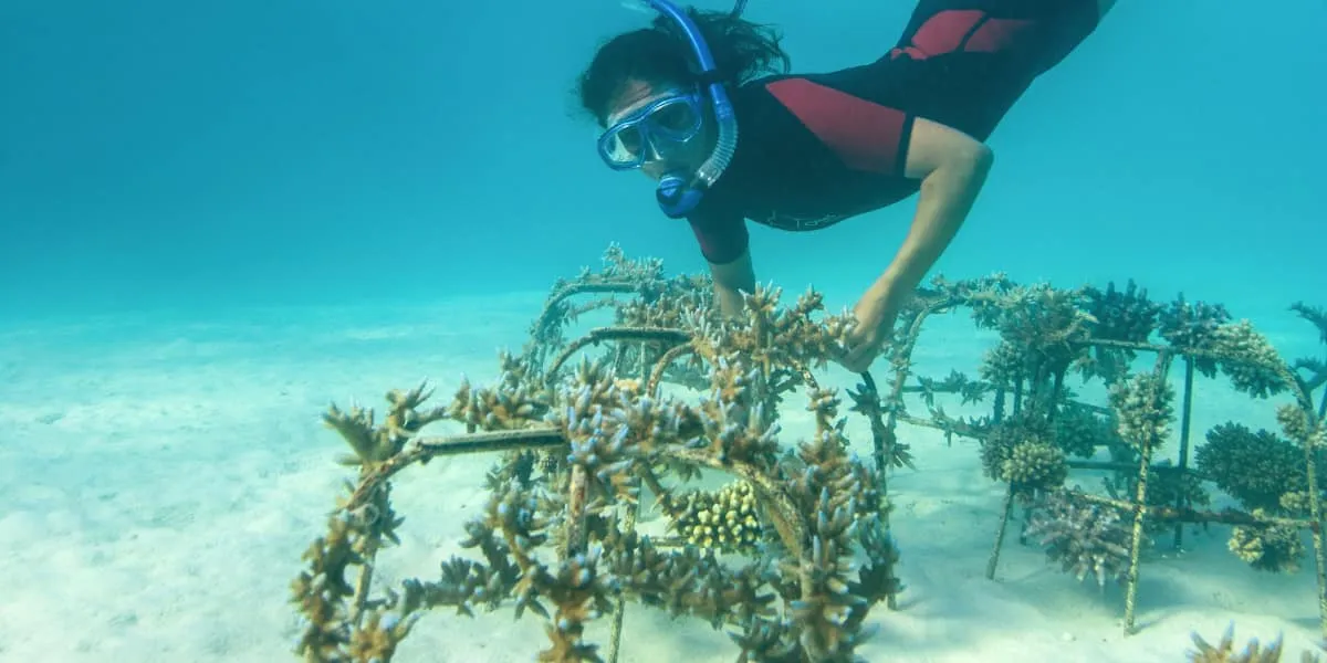 Snorkeller tending young coral on a coral frame on the sandy seabed