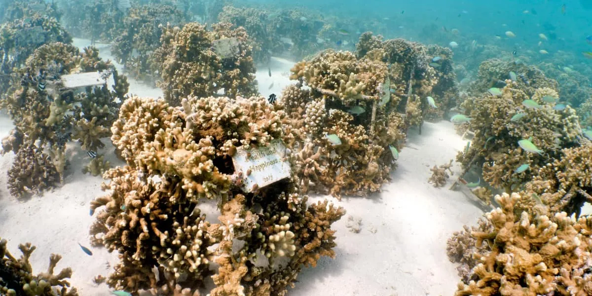 Coral frames with growing coral on a sandy seabed
