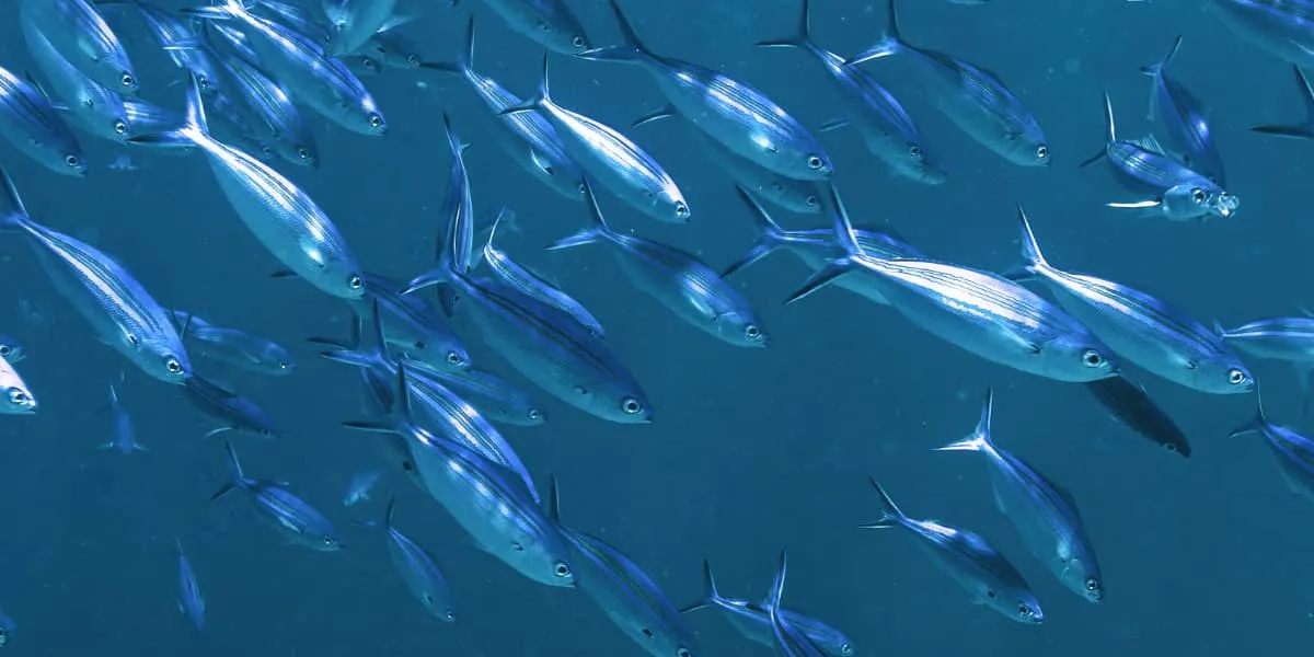 School of silver fish swimming in blue open water