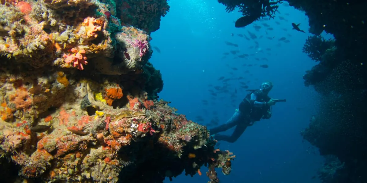 Scuba diver swimming beside a coral-covered reef wall